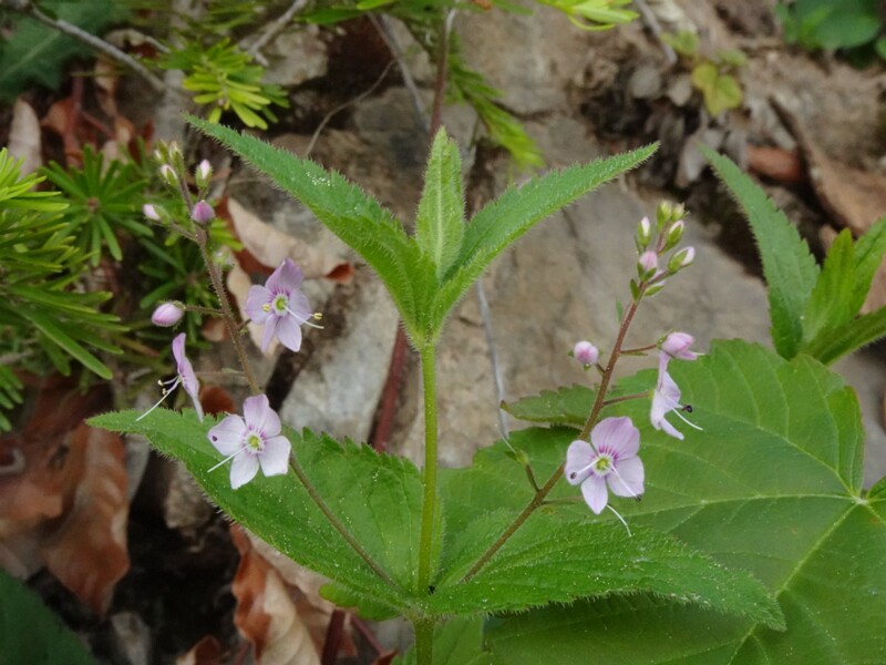 en. nettle-leaf speedwell, ru. Вероника крапиволистная, lat. Veronica urticifolia