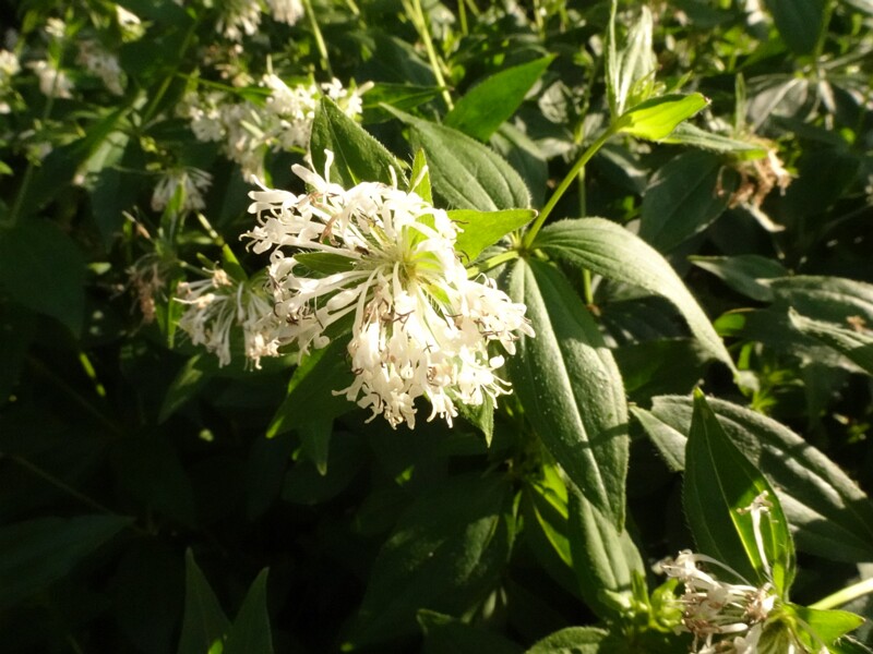en. pink woodruff, ru. Ясменник крымский, lat. Asperula taurina