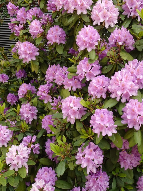 en. purple rhododendron, ru. Рододендрон кэтевбинский, lat. Rhododendron catawbiense