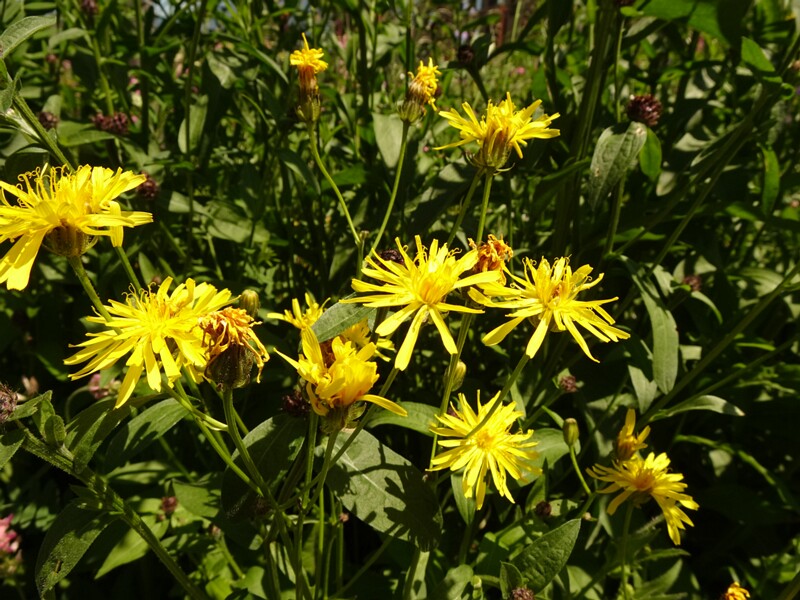 en. pyrenean hawksbeard, ru. Скерда пиренейская, lat. Crepis pyrenaica