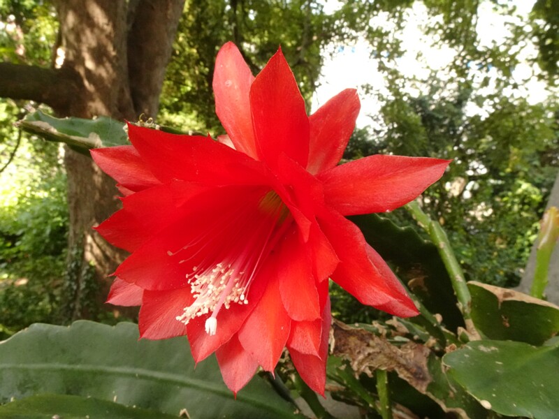 en. red orchid cactus, ru. Дизокактус Аккермана, lat. Disocactus ackermannii