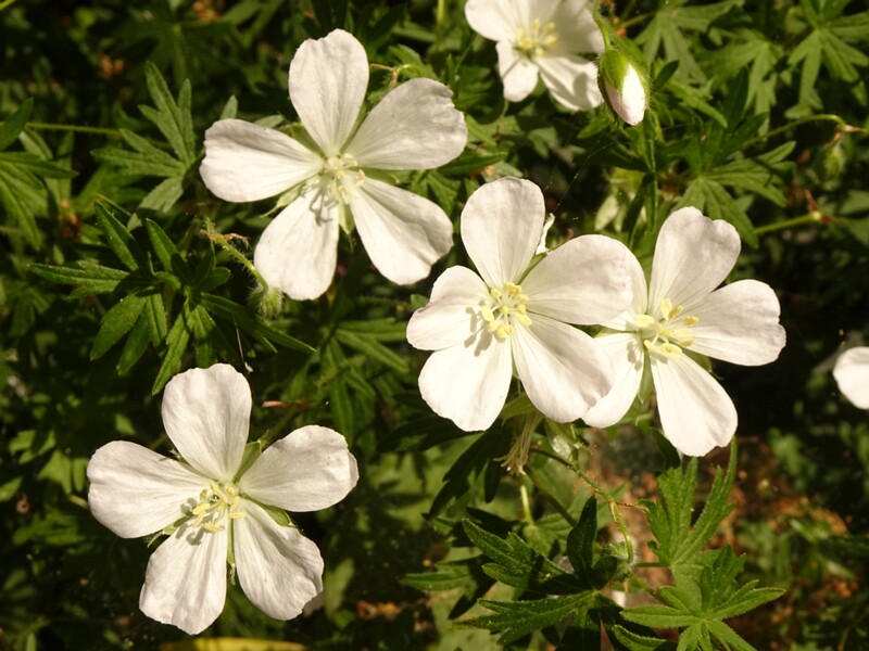 en. river crane's-bill, ru. Герань ручейная, lat. Geranium rivulare