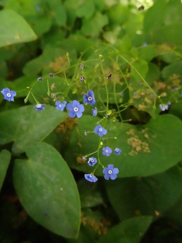 en. siberian bugloss, ru. Бруннера крупнолистная, lat. Brunnera macrophylla