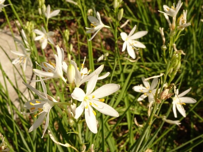 en. st bernard's lily, ru. Венечник обыкновенный, lat. Anthericum liliago
