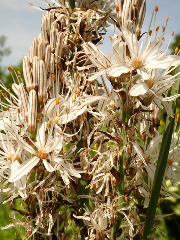 en. white asphodel, ru. Асфоделус белый, lat. Asphodelus albus