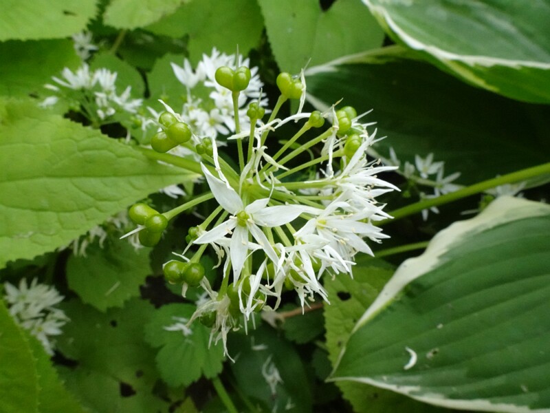 en. wild garlic, ru. Лук медвежий, lat. Allium ursinum