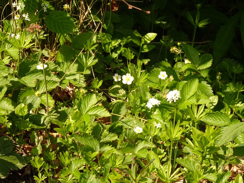 en. wild strawberry, ru. Земляника лесная, lat. Fragaria vesca