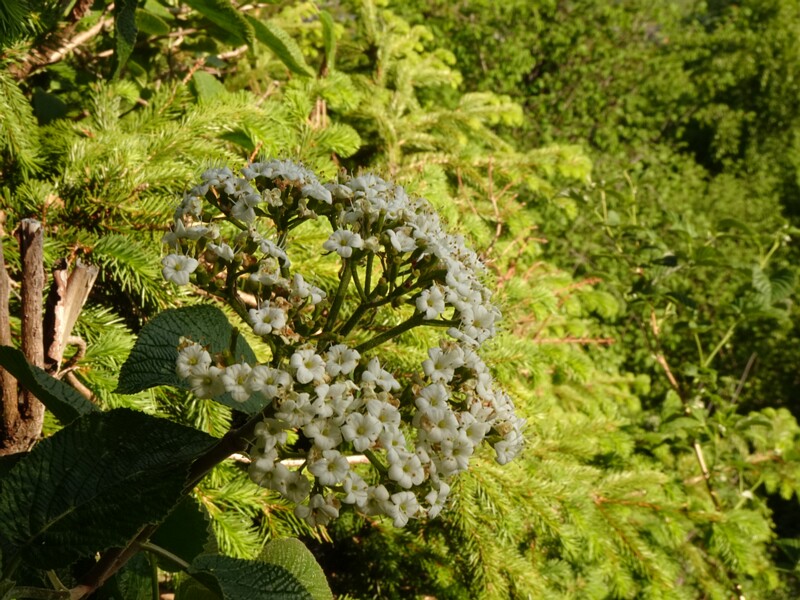 DSC02004