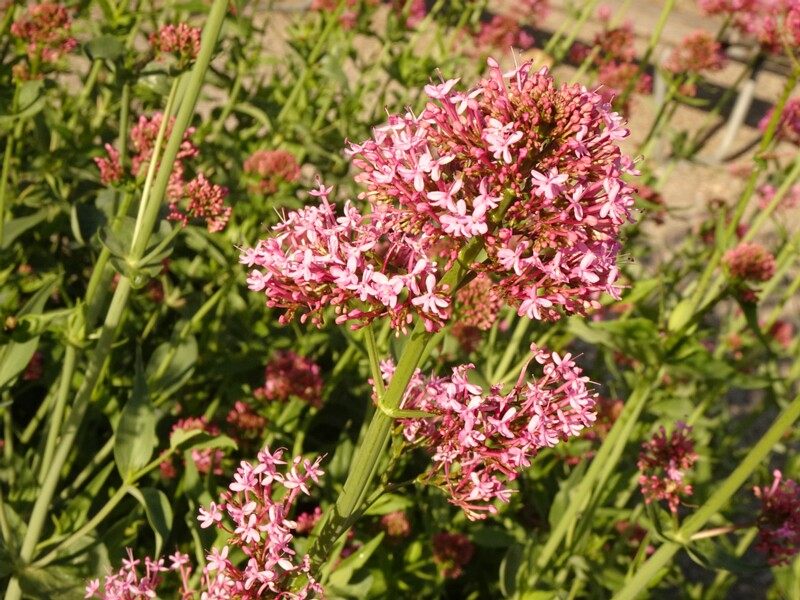 0DSC01633