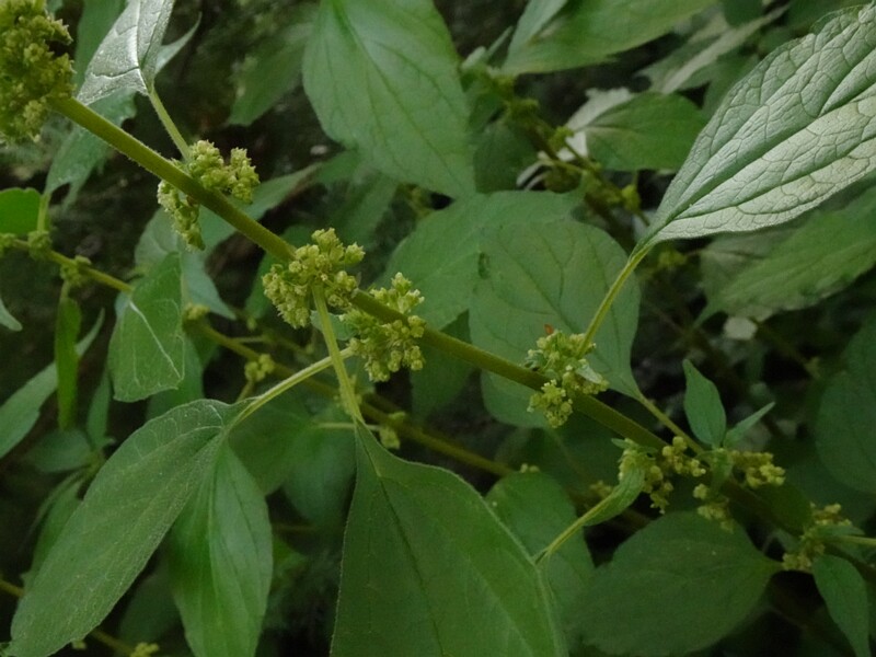 DSC01731