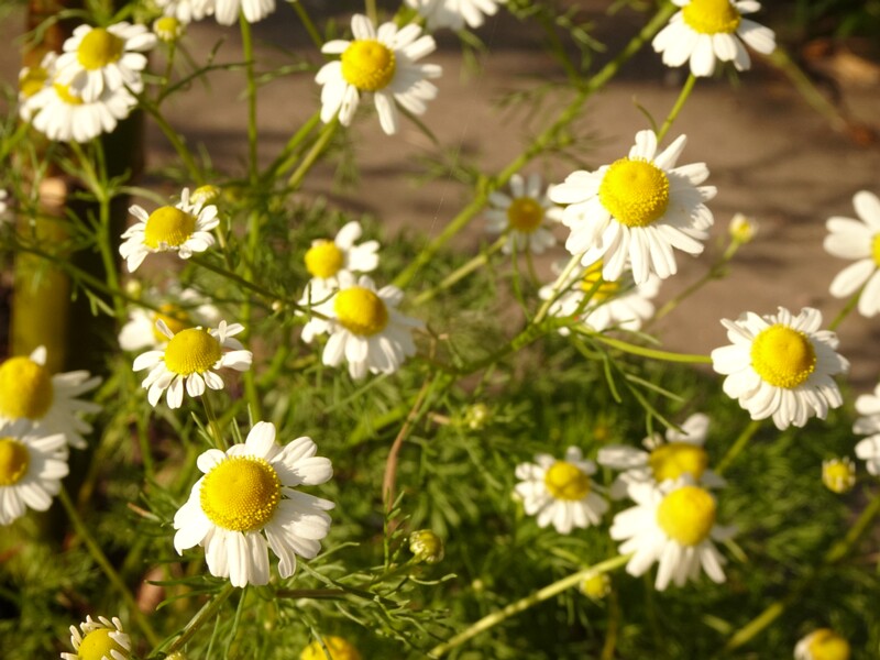 en. German chamomile, ru. Ромашка лекарственная, lat. Matricaria chamomilla