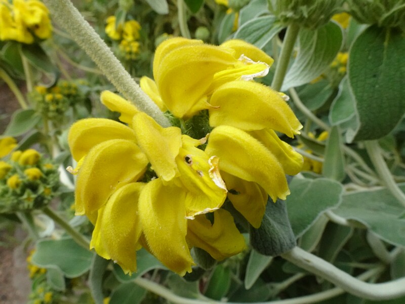 en. Jerusalem sage, ru. Зопник кустарниковый, lat. Phlomis fruticosa