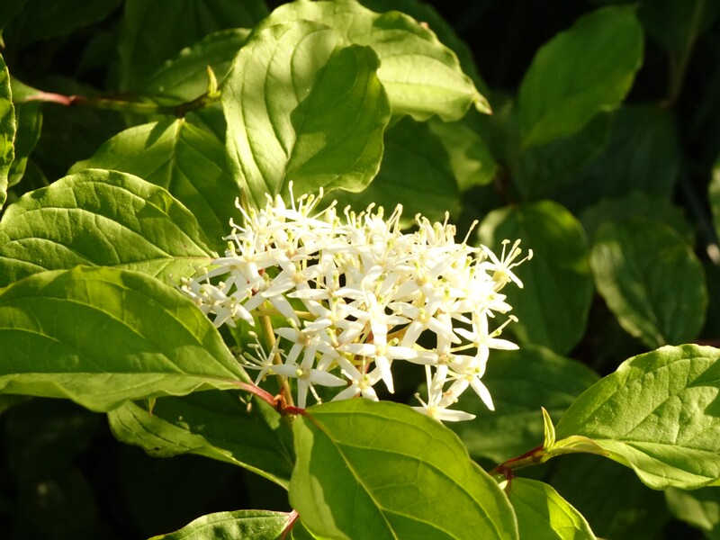 en. common dogwood, ru. Дёрен кровяно-красный, lat. Cornus sanguinea