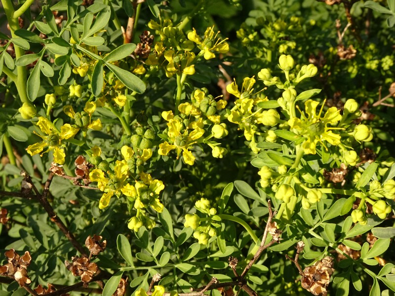 en. common rue, ru. Рута душистая, lat. Ruta graveolens