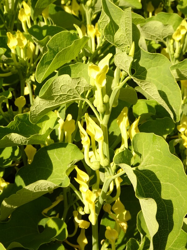 en. european birthwort, ru. Кирказон ломоносовидный, lat. Aristolochia clematitis