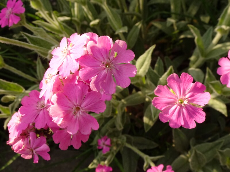 en. flower of Jove, ru. Лихнис Юпитера, lat. Lychnis flos-jovis