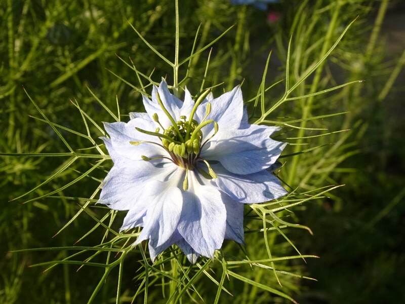 en. love-in-a-mist, ru. Чернушка дамасская, lat. Nigella damascena