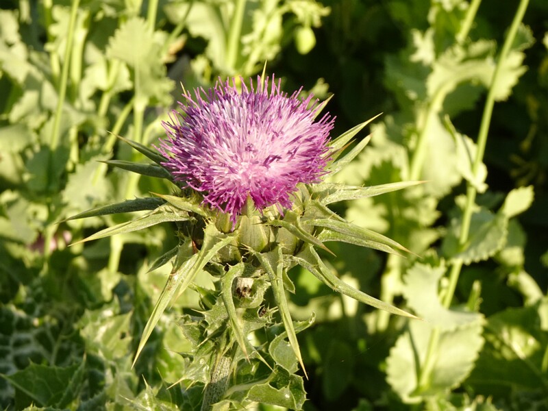 en. milk thistle, ru. Расторопша пятнистая, lat. Silybum marianum