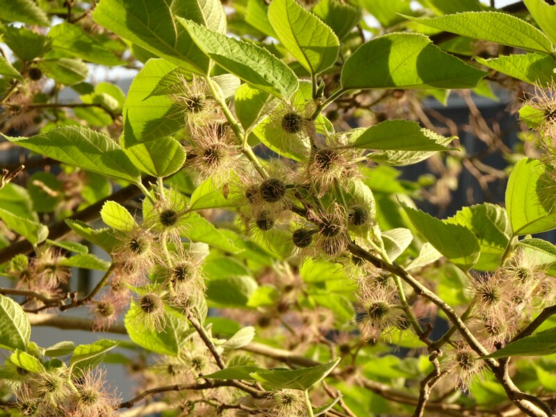 en. paper mulberry, ru. Бруссонетия бумажная, lat. Broussonetia papyrifera