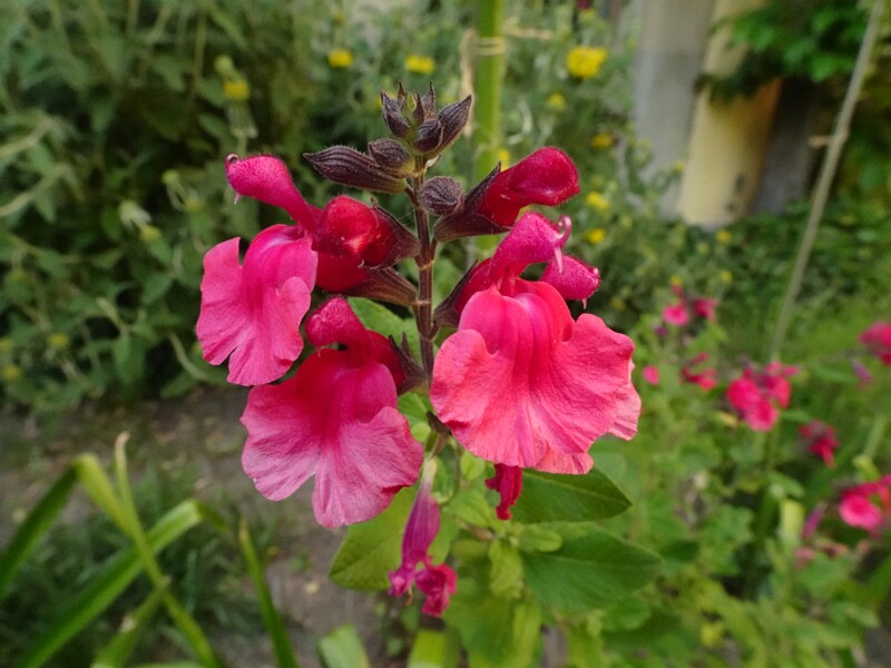 en. peruvian bush sage, ru. Шалфей Хеера, lat. Salvia heerii
