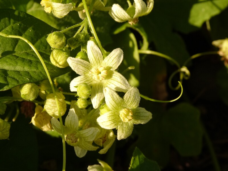 en. red bryony, ru. Переступень двудомный, lat. Bryonia dioica