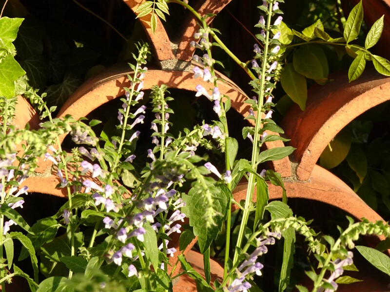 en. somerset skullcap, ru. Шлемник высочайший, lat. Scutellaria altissima