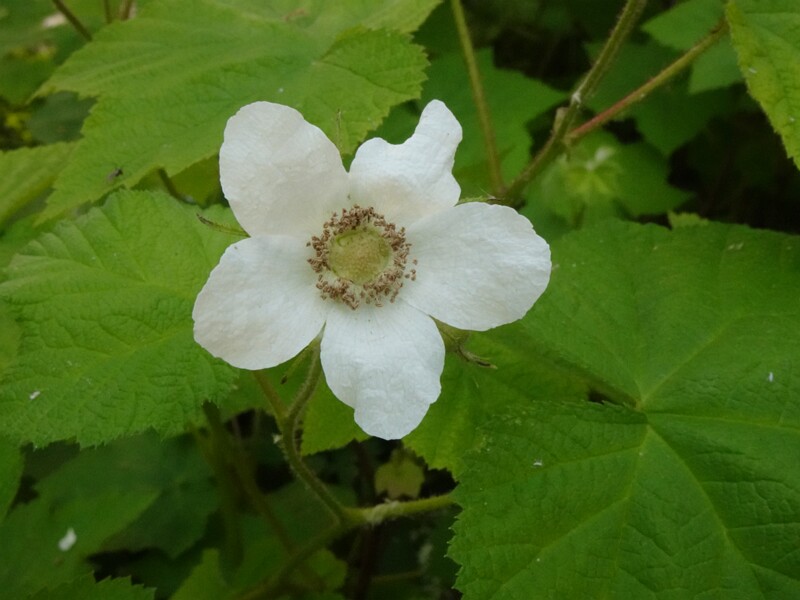 en. thimbleberry, ru. Малиноклен мелкоцветковый, lat. Rubus parviflorus