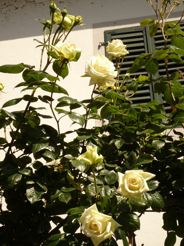 DSC02667