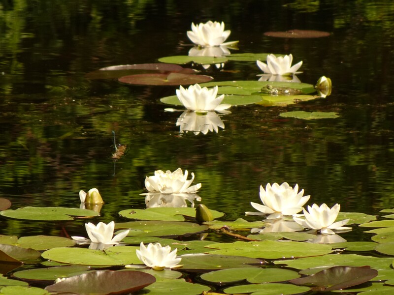 Botanical Garden