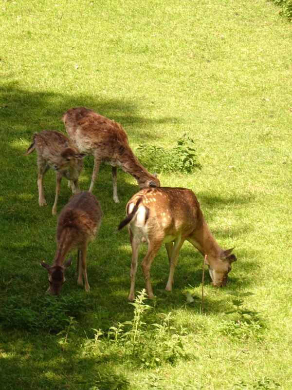 Fauna