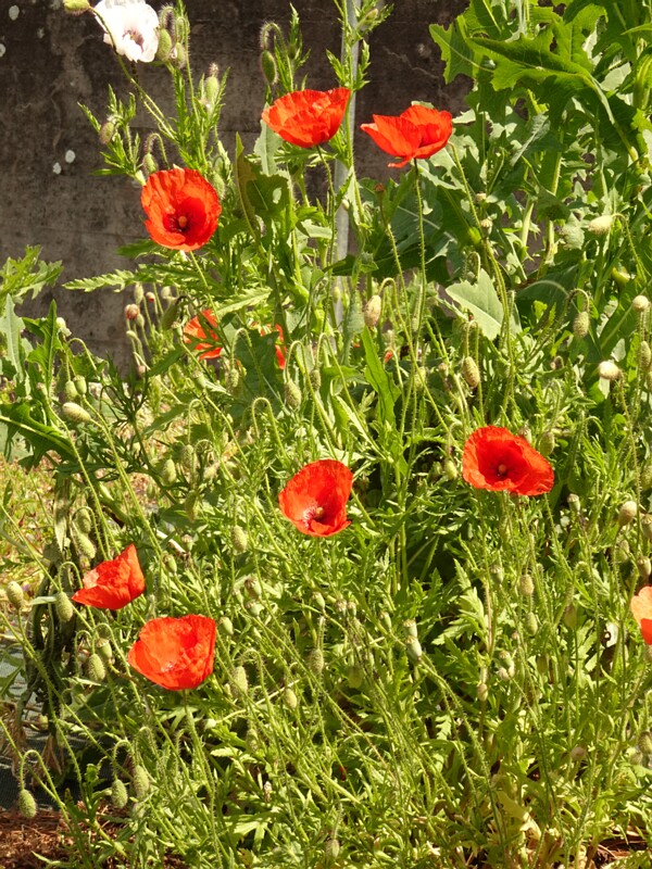 Flora
