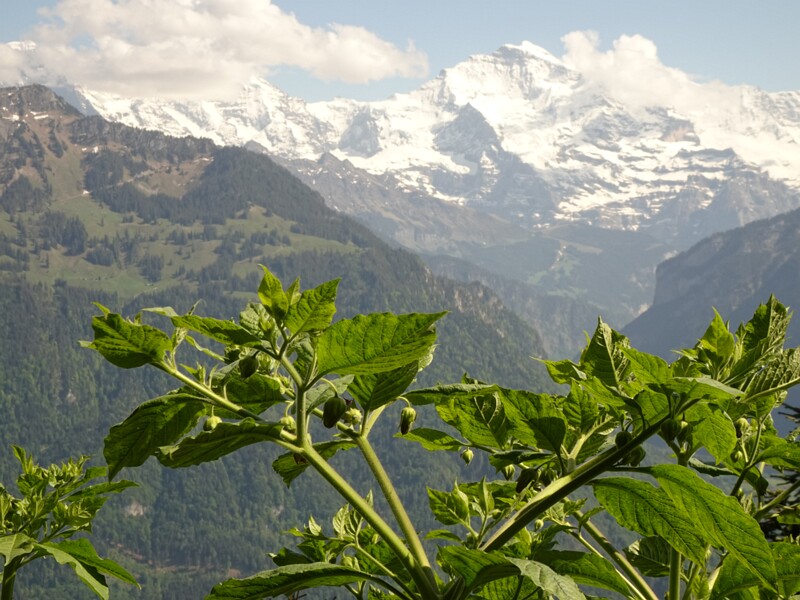 Harder Kulm